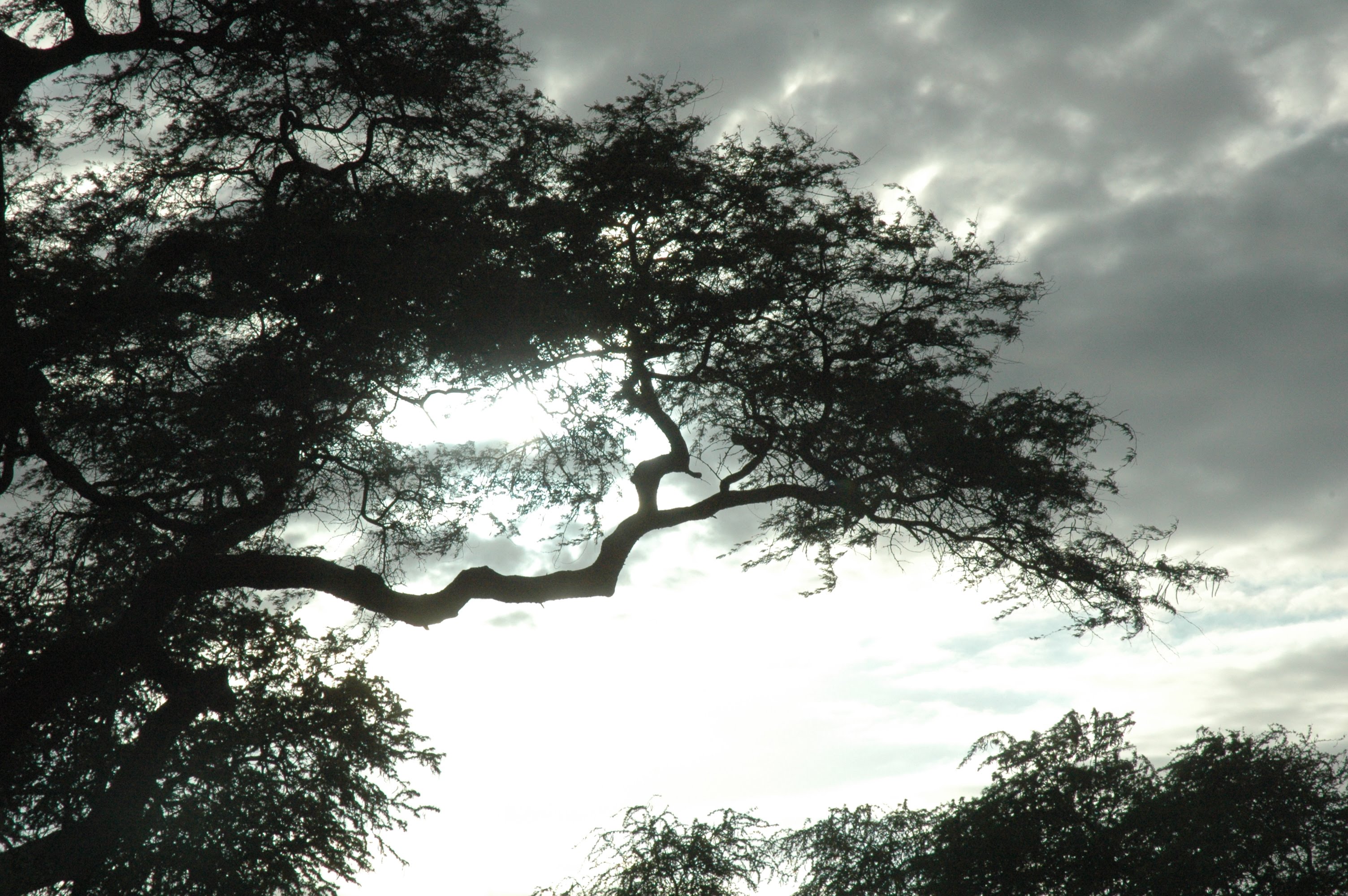 A tree with a branch sticking out with many little branches on the end of a limb and clouds above.