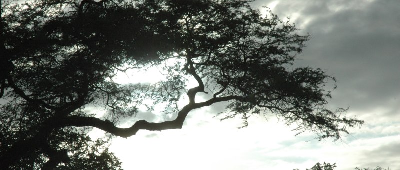 A tree with a branch sticking out with many little branches on the end of a limb and clouds above.