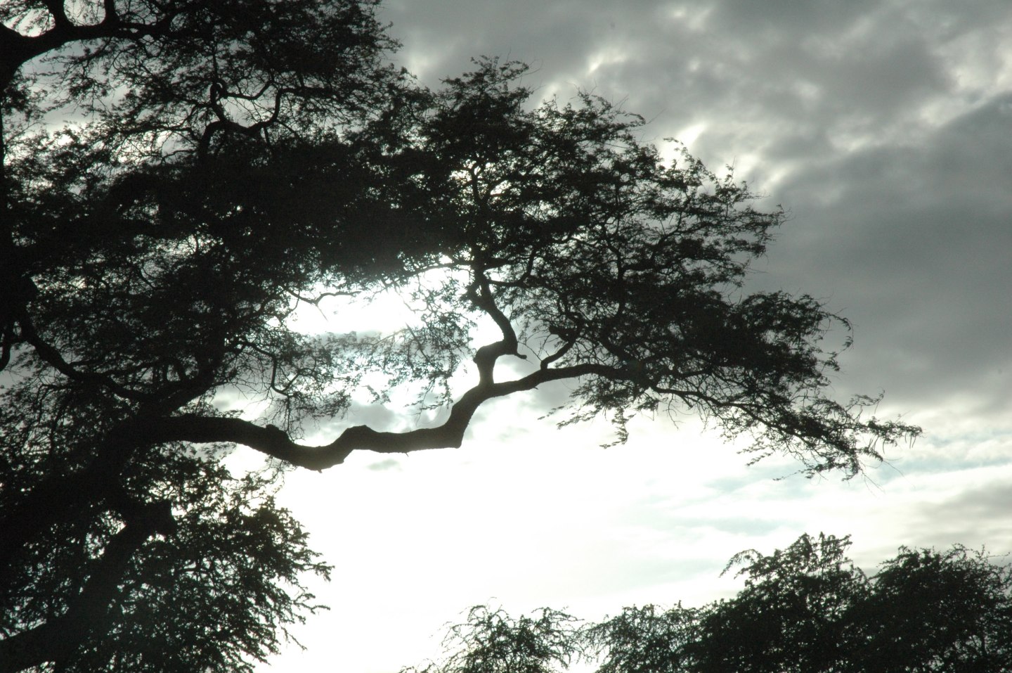 A tree with a branch sticking out with many little branches on the end of a limb and clouds above.
